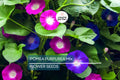 20 Ipomoea Purpurea Mix Tall Morning Glory Seeds - Fast Hardy Climber, Blue, Purple, Pink Flowers, 8-10 ft Vine, Attracts Pollinators