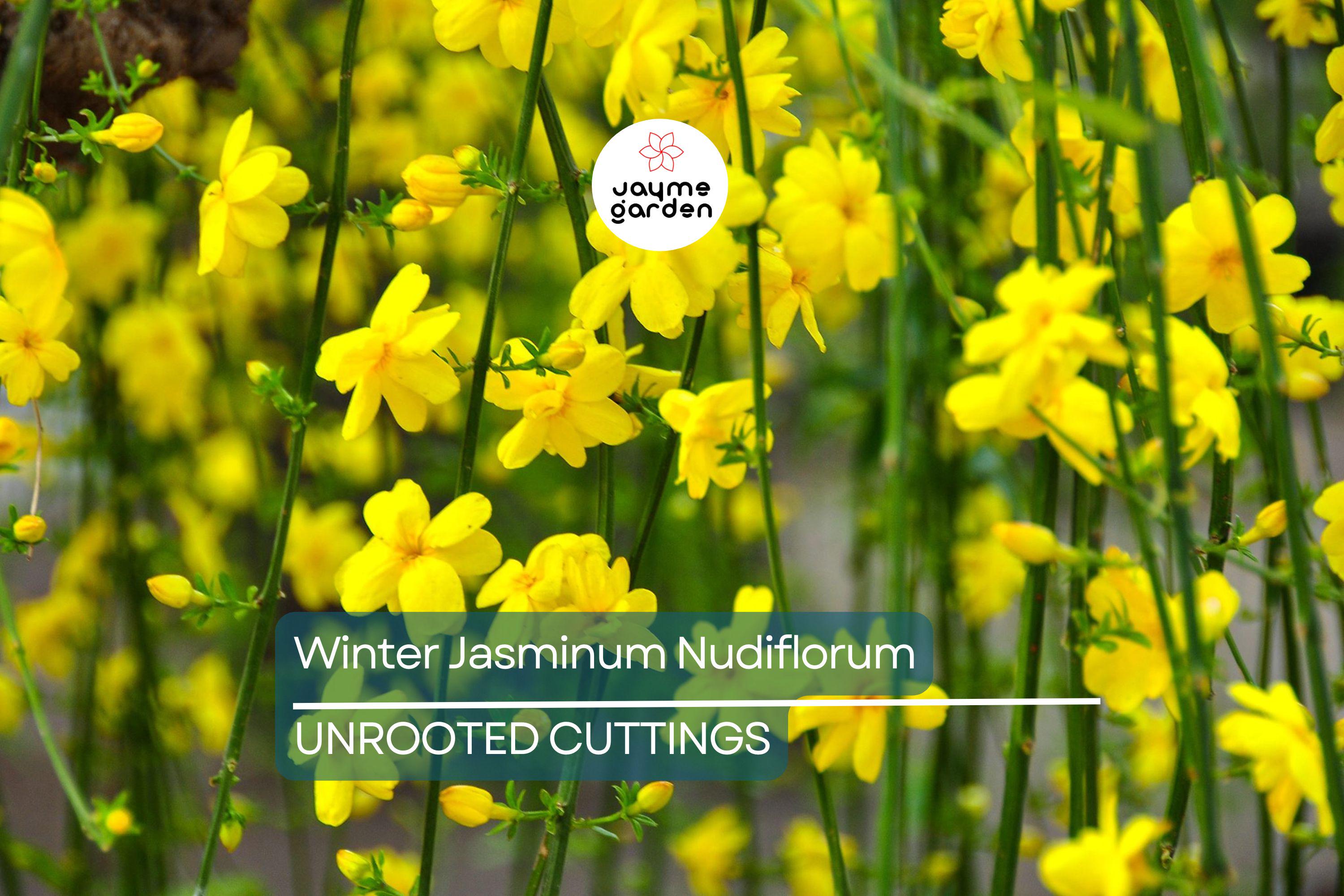 Jasminum Nudiflorum Winter Jasmine Vine, 7+ Fresh Cuttings, Bright Yellow Flowers, January Blooms
