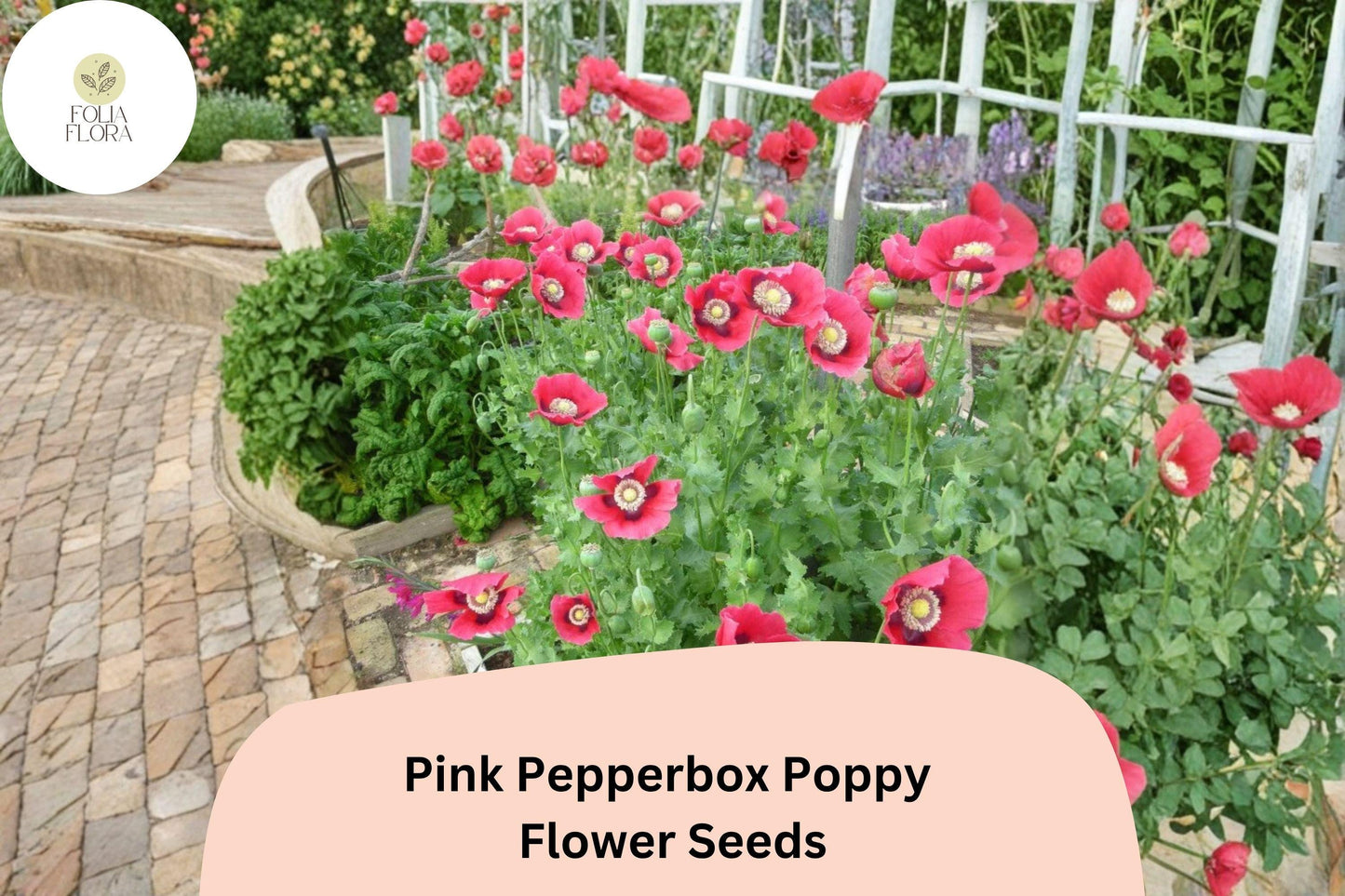 200+ Pink Pepperbox Poppy Seeds for Garden Planting – Unique Pink Blooms, Easy to Grow Wildflower Perennial