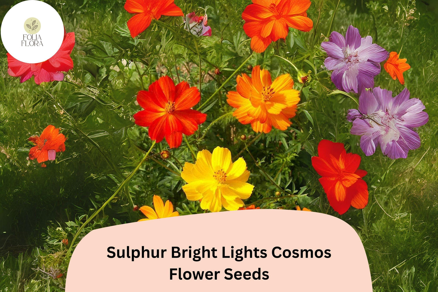 200+ Sulphur Bright Lights Cosmos Seeds | Cosmos sulphureus Orange Yellow Mix | Hardy Annual Flower Seeds