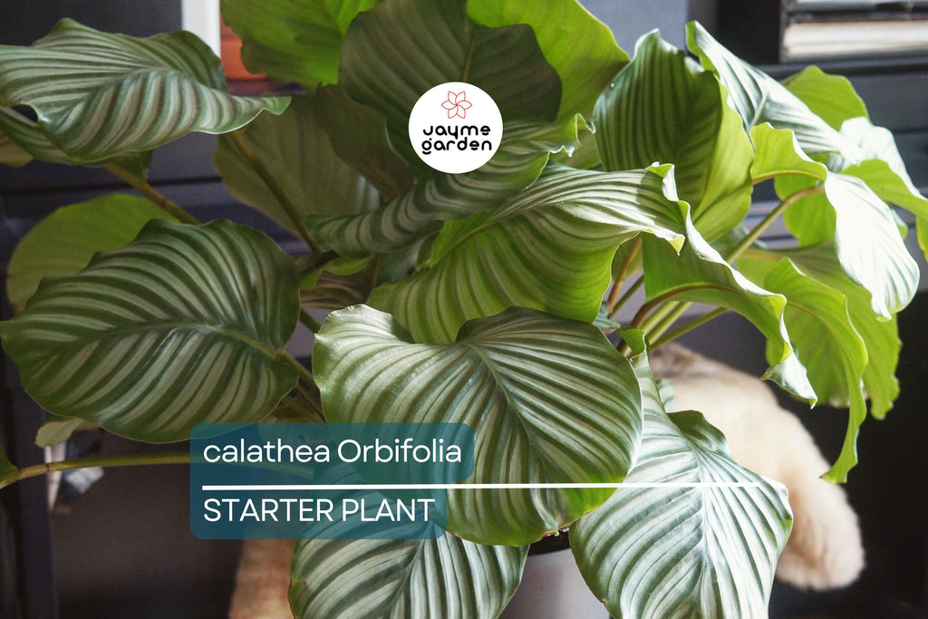 Calathea Orbifolia Seedling – 4-8” Tropical Starter Plant, Ornamental Indoor Houseplant with Striking Silvery-Green Foliage