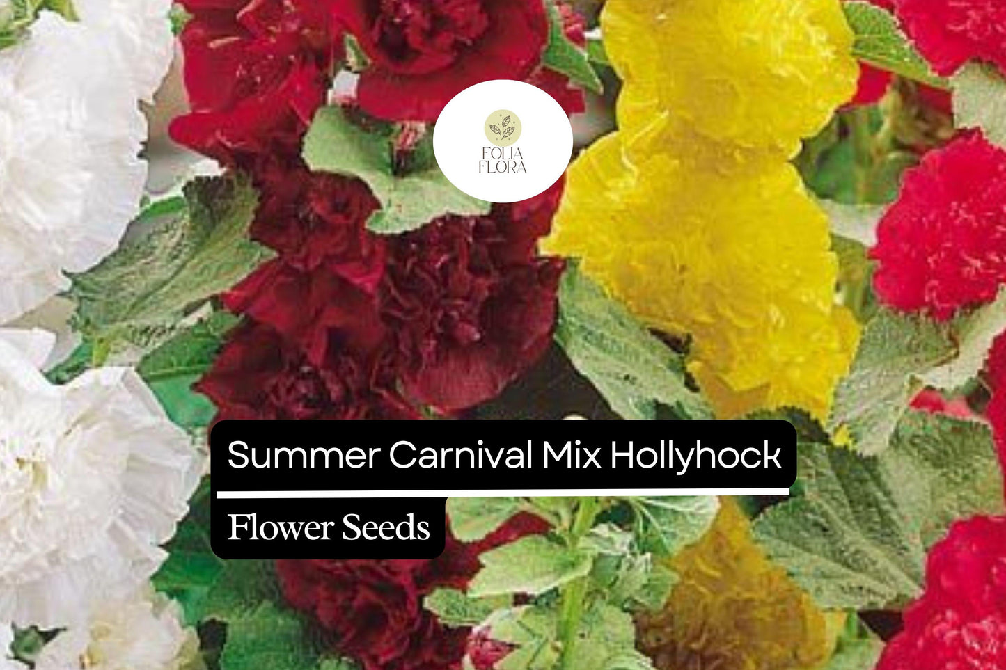 25 Seeds Summer Carnival Mix Hollyhock (Alcea rosea) – Vibrant Biennial Blooms, Pollinator-Friendly, Cottage Garden Favorite