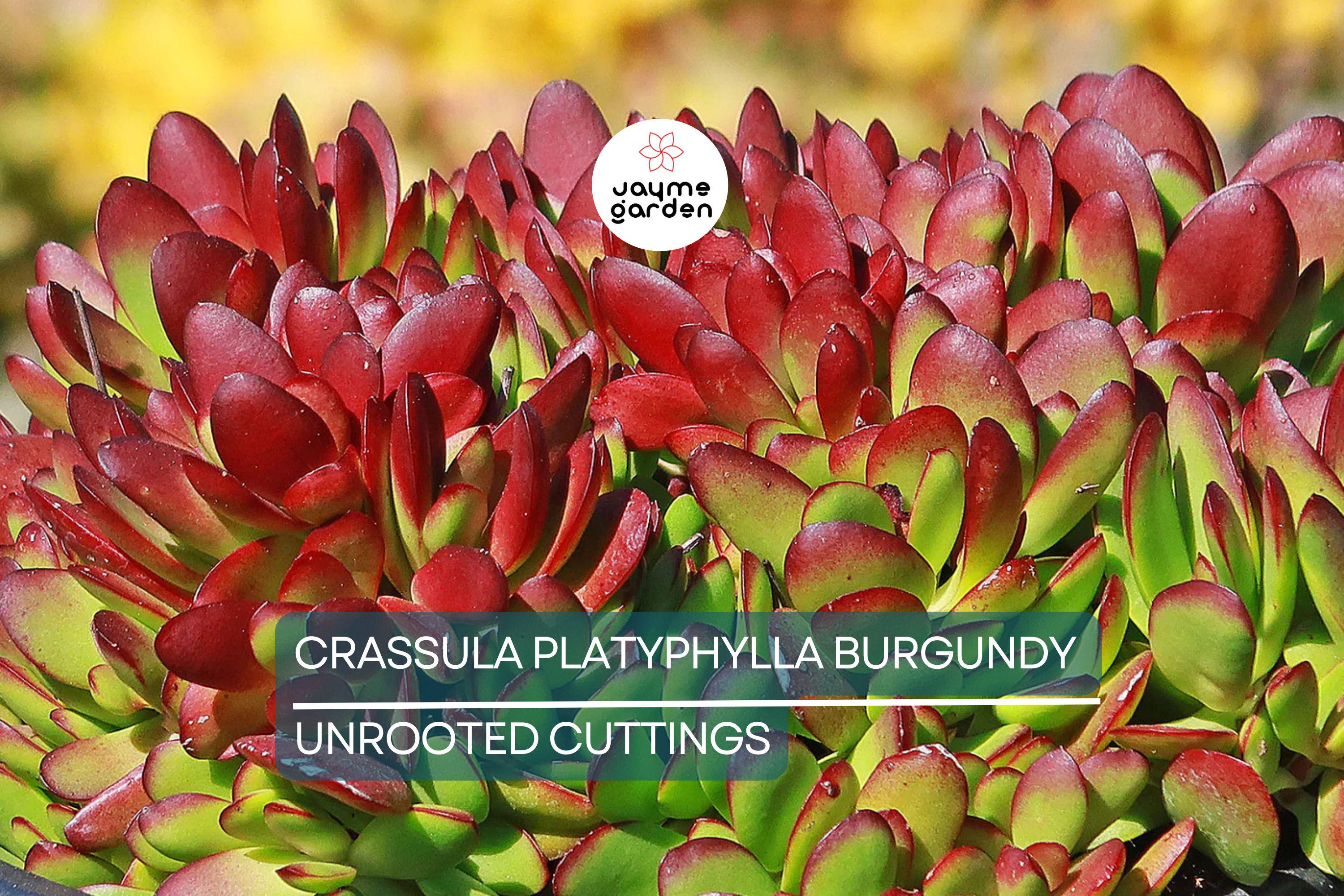 3 x Crassula Platyphylla Burgundy Unrooted Cuttings (1.5" Diameter) - Color Varies with Light - Succulent Starter