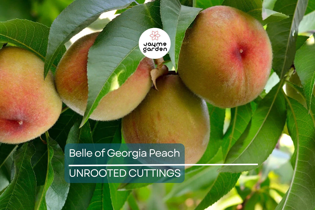 1 Fresh Unroot Cutting(s) of Belle of Georgia Peach | Prunus Persica | High-Yield Fruit Tree