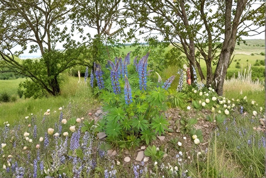 Riverbank Lupine 15 Seeds | Native Pacific Northwest Lupine | Blue-Purple Blooms | Pollinator Friendly Perennial