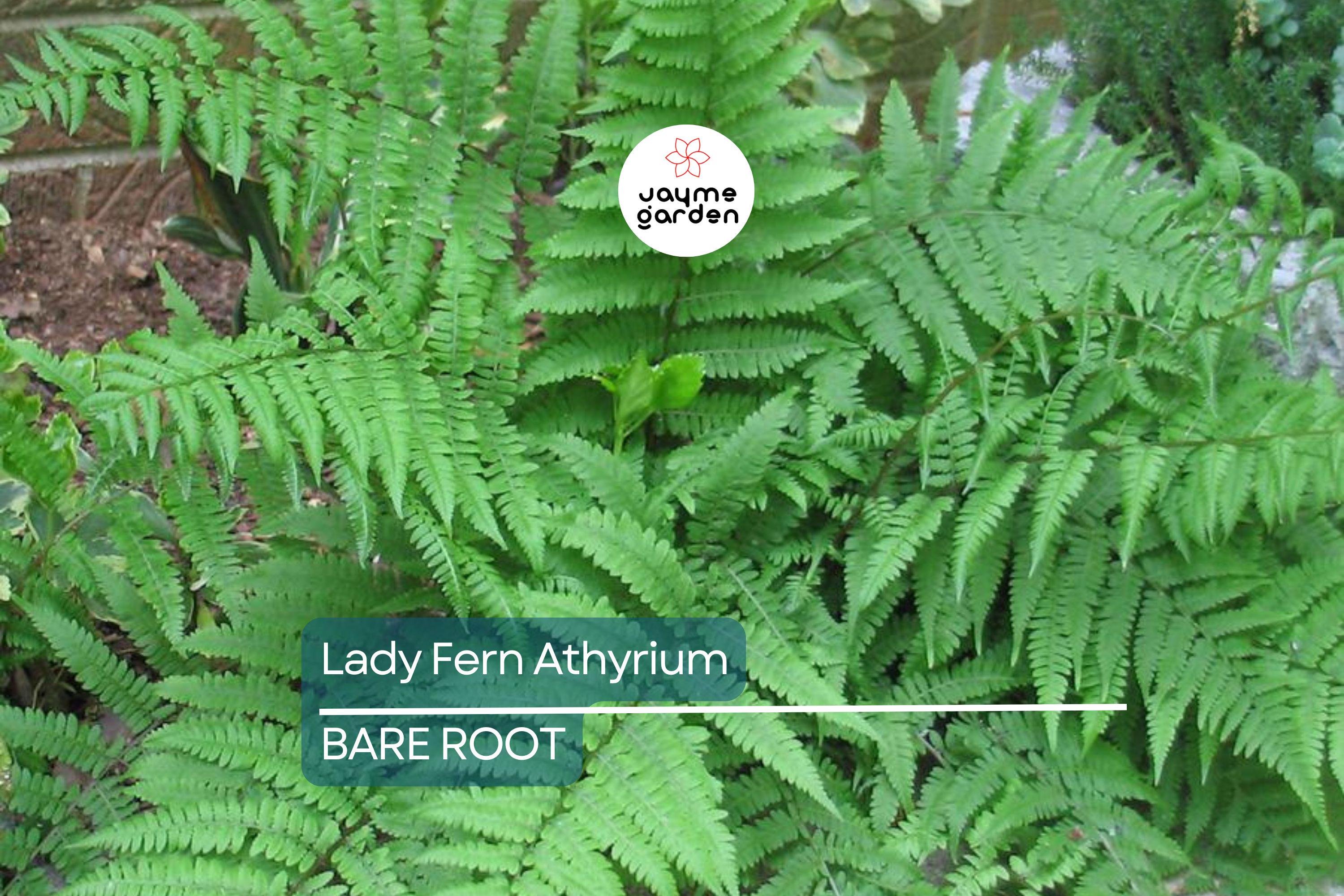 10 Lady Fern (Athyrium filix-femina) Bare Root Plants – Native Woodland Perennial, Shade-Loving, Cold-Hardy, Deer-Resistant Fern