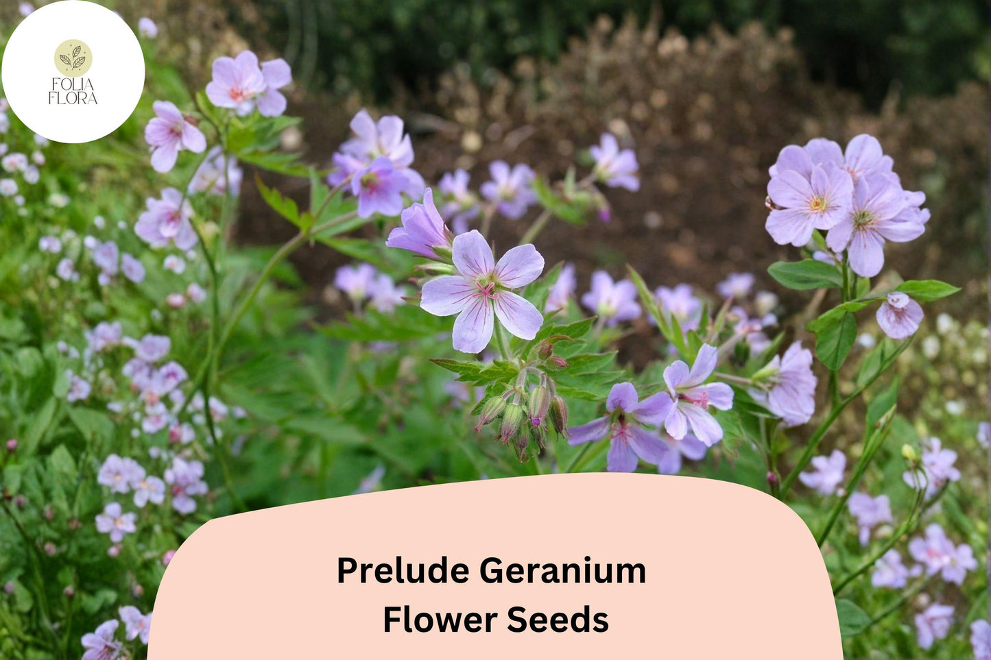 25+ Prelude Geranium Seeds for Garden Planting – Vibrant Purple Blooms, Easy to Grow Perennial Flower