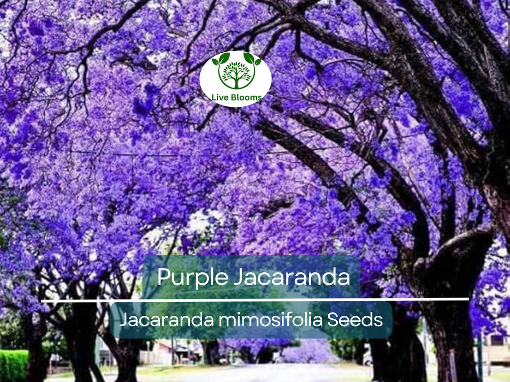 40 Purple Jacaranda Mimosifolia Seeds | Fast Growing Flowering Tree, Beautiful Purple Blooms, Tropical Landscaping, Garden Tree