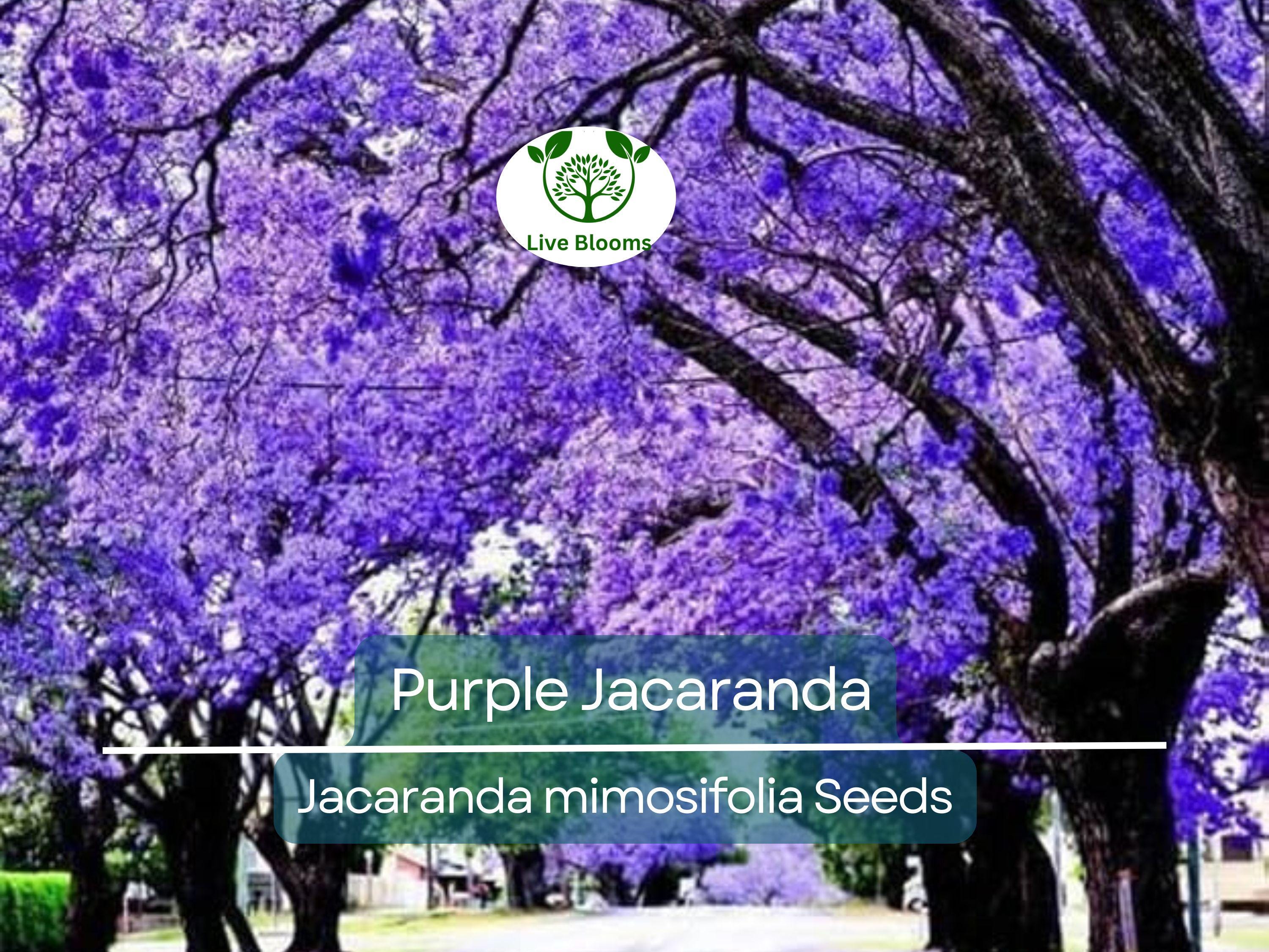 40 Purple Jacaranda Mimosifolia Seeds | Fast Growing Flowering Tree, Beautiful Purple Blooms, Tropical Landscaping, Garden Tree