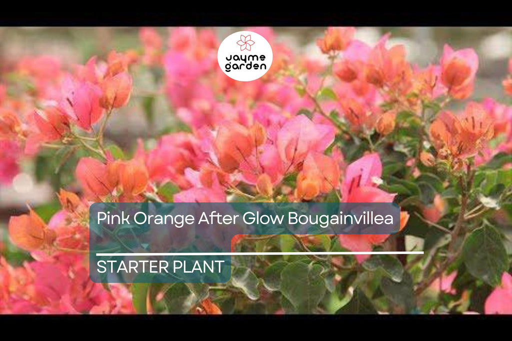 Organic Pink Orange Afterglow Bougainvillea Cuttings (12) - Rare Cerise Pink Red Blooms, Fast Growing, Drought Resistant, Root Guaranteed