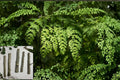 Moringa 6 Cuttings 8–10 Inch (Moringa oleifera) Organic Drumstick Tree