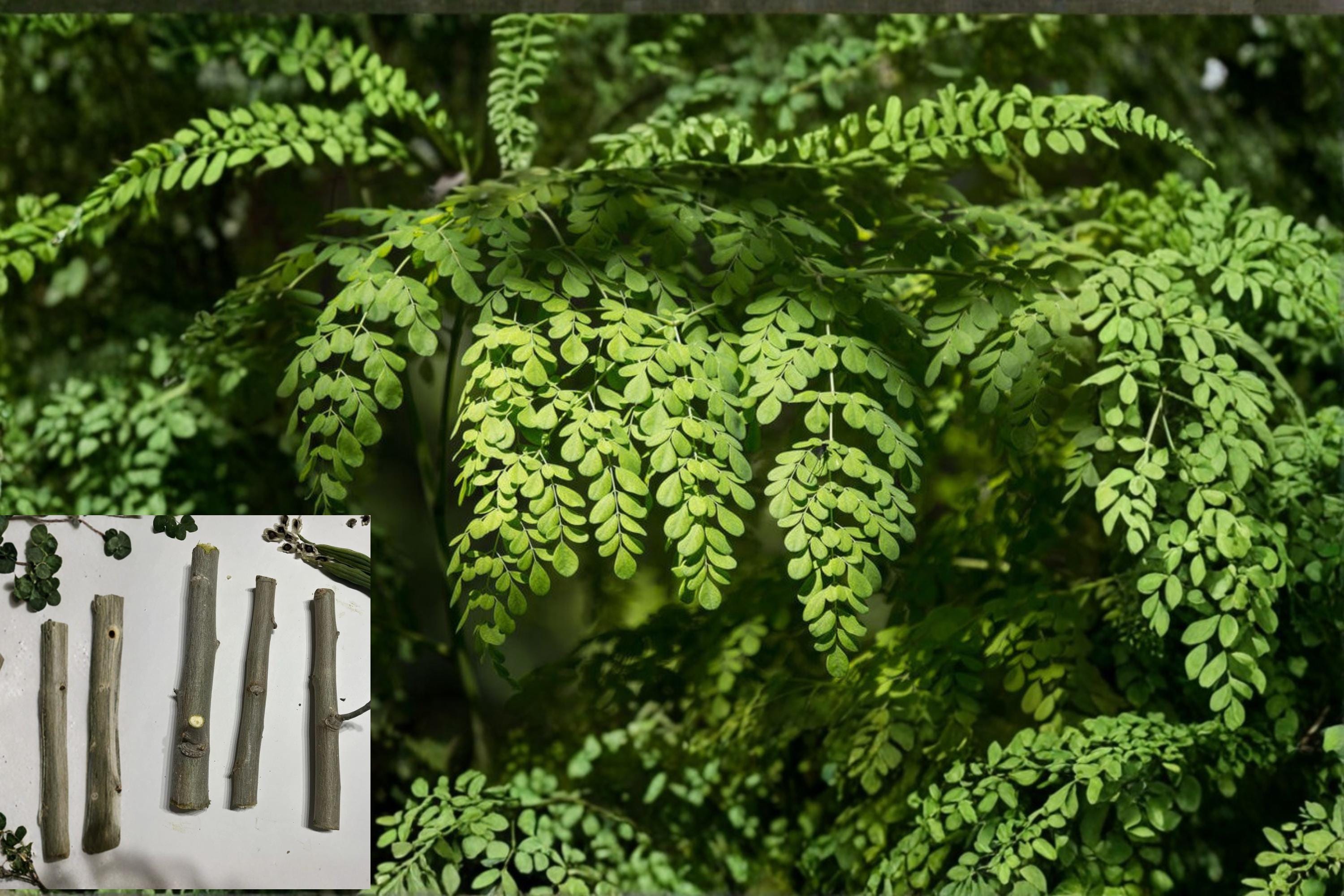 Moringa 6 Cuttings 8–10 Inch (Moringa oleifera) Organic Drumstick Tree