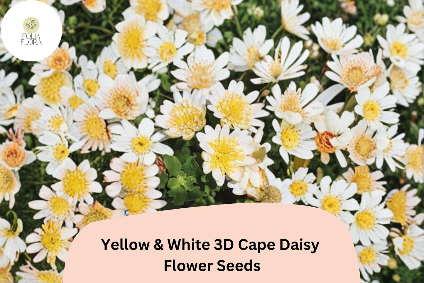 50+ Yellow & White 3D Cape Daisy Seeds | Osteospermum ecklonis | Bicolor Blooms | Vibrant Garden Flower Seeds