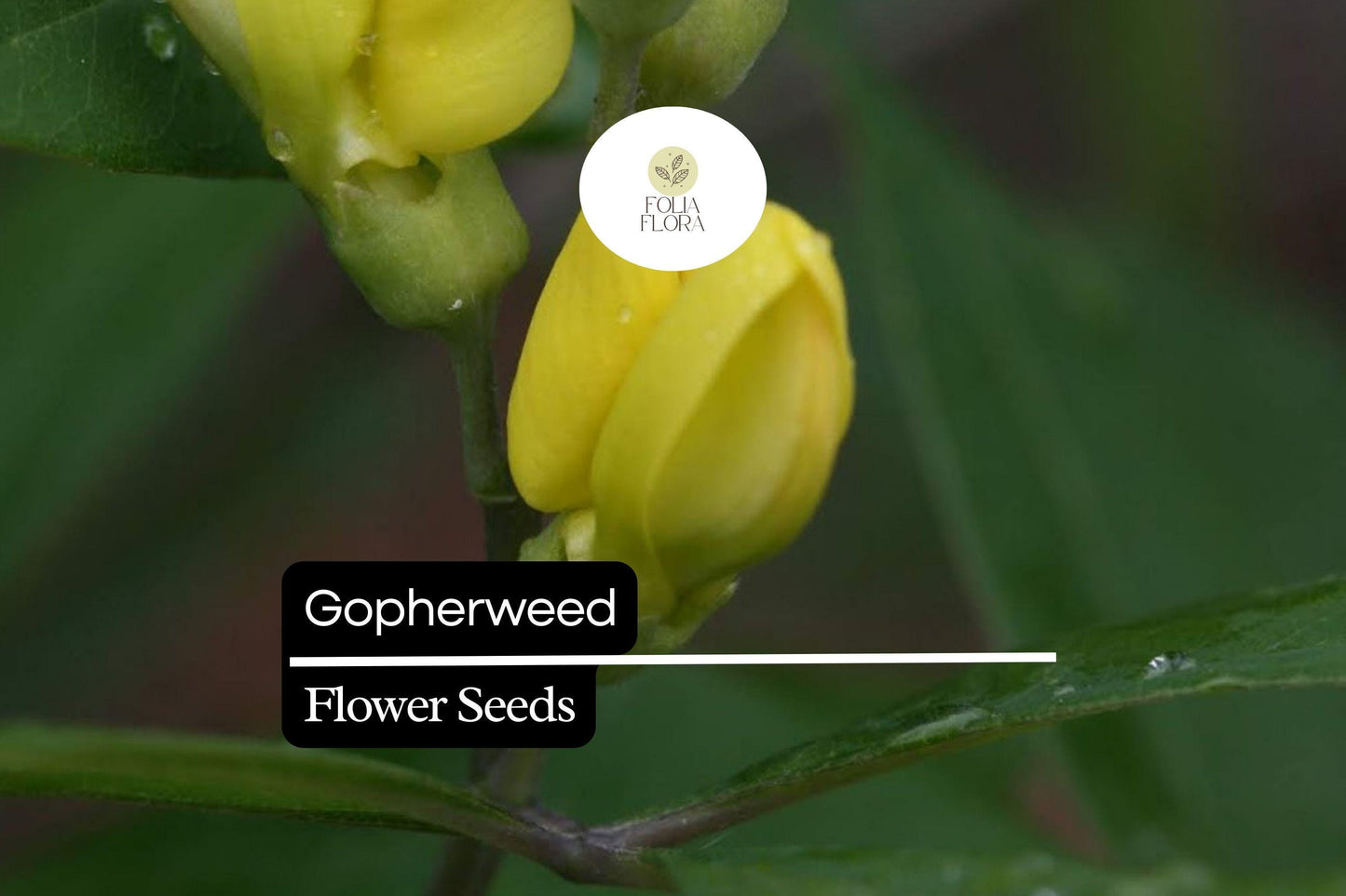 Gopherweed Seeds (Baptisia lanceolata) | 25 Seeds | Hardy Native Perennial for Pollinators