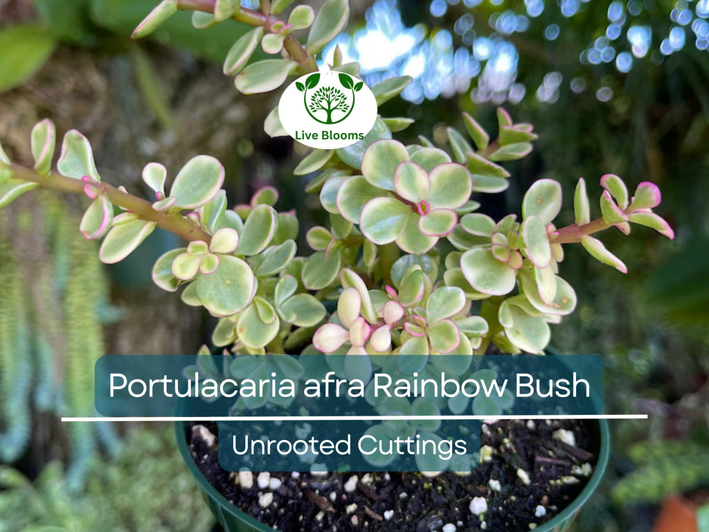 11 Elephant Bush Dwarf Jade Cuttings, Portulacaria Afra, Green/Red Stem, Unrooted 7-12", Succulent Plant for Propagation, Easy Care