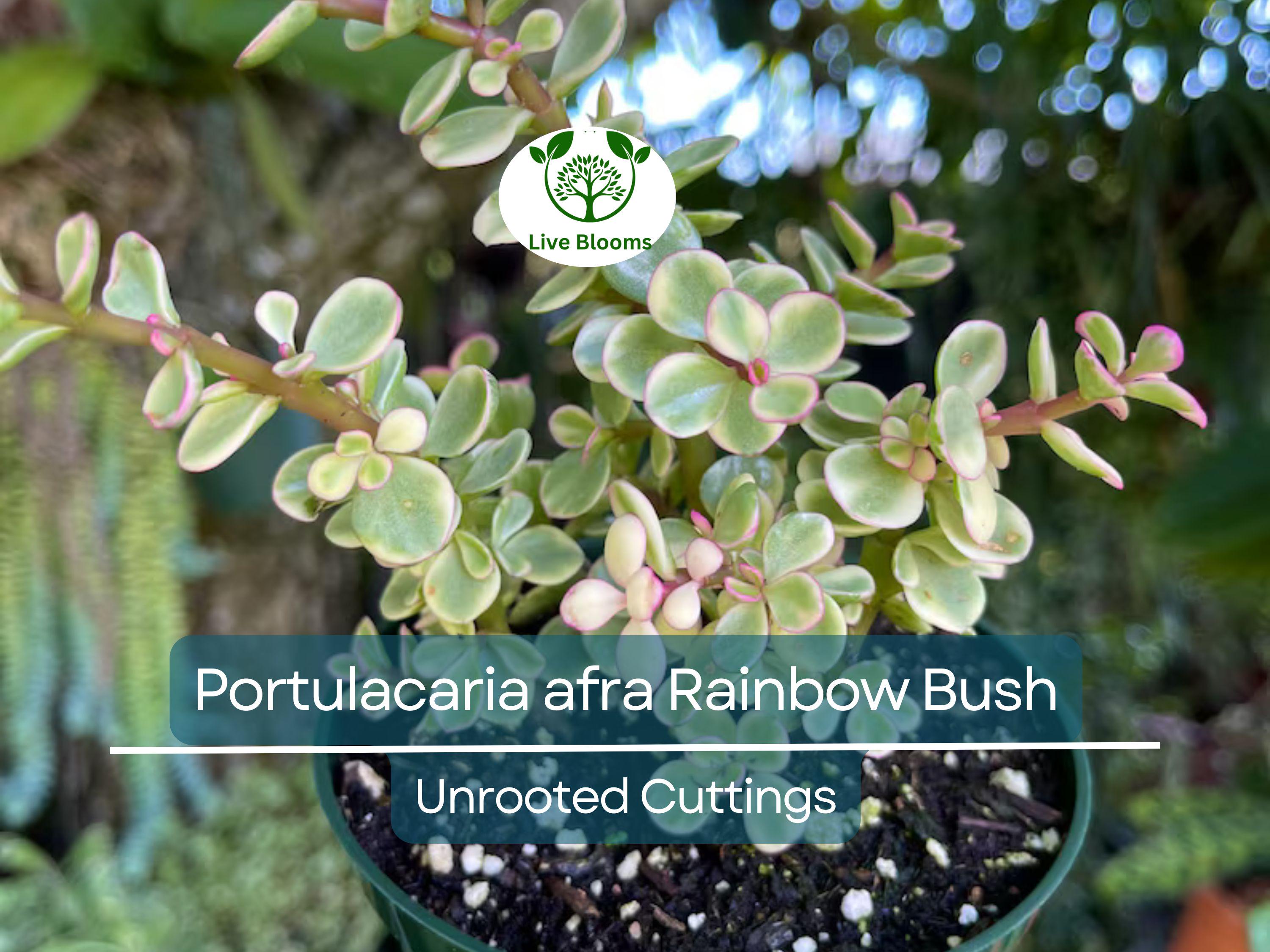 11 Elephant Bush Dwarf Jade Cuttings, Portulacaria Afra, Green/Red Stem, Unrooted 7-12", Succulent Plant for Propagation, Easy Care