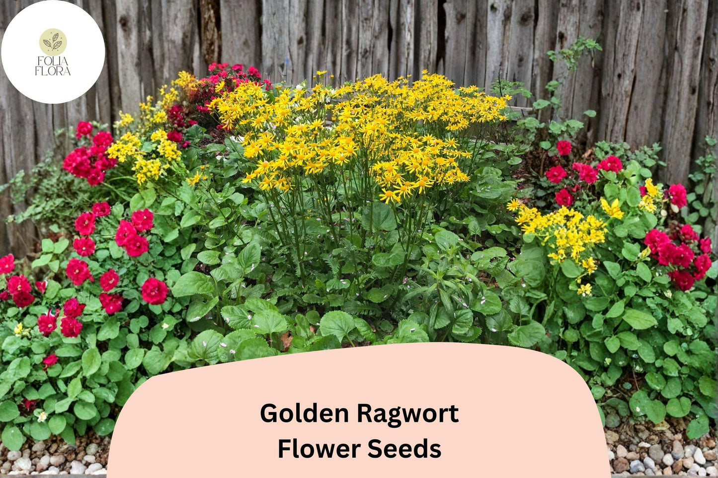 100 Golden Ragwort Seeds | Packera aurea | Native Yellow Wildflower | Shade-Loving Perennial for Pollinator