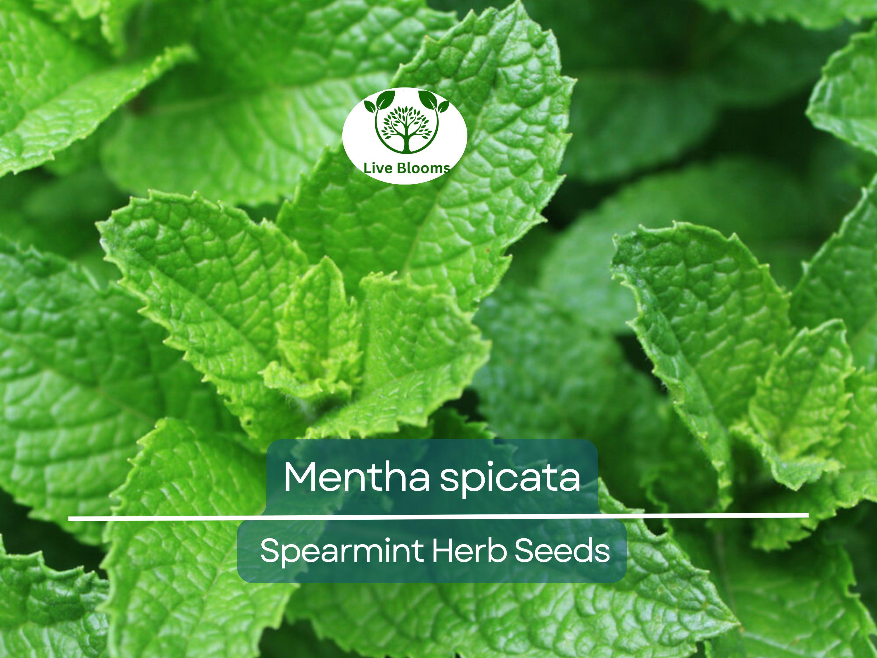 30 mg Seeds Spearmint Herb – Mentha spicata | Fresh Mint for Planting, Culinary, Tea Uses