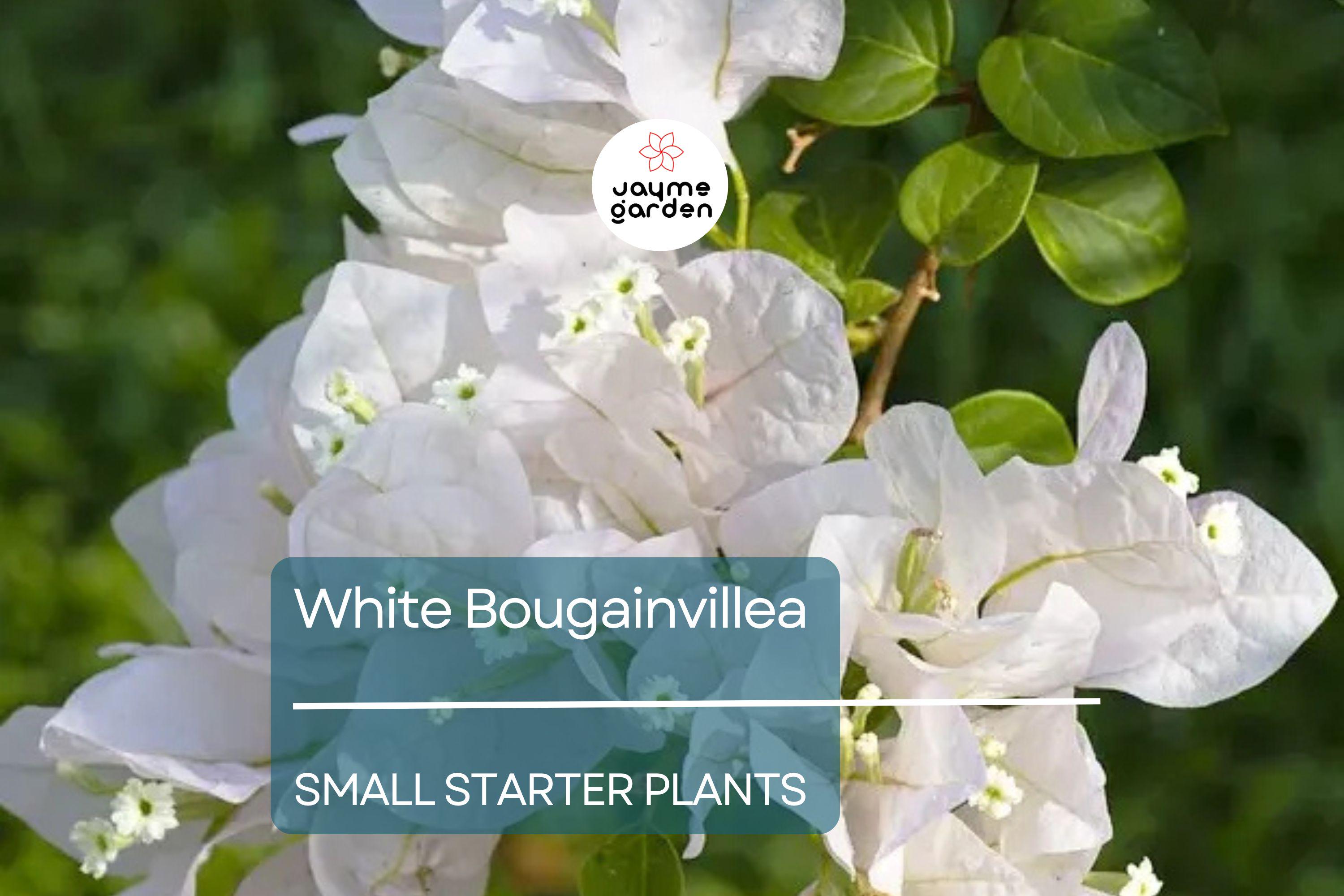 White Bougainvillea Starter Plant - Paper Flower, 5-7 Inches Tall - Tropical Beauty for Gardens, Containers & Landscaping