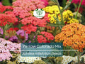 50 Seeds Yarrow Colorado Mix Perennial Wildflower Xeriscaping Non-GMO (Achillea millefolium)