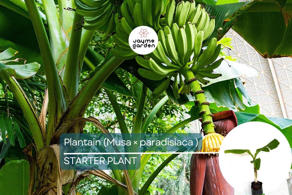 Plantain Starter Plant - Musa × paradisiaca Live Tropical Fruit Tree 1’-2’, Ideal for Growing Fresh, Nutritious, and Versatile Fruit at Home