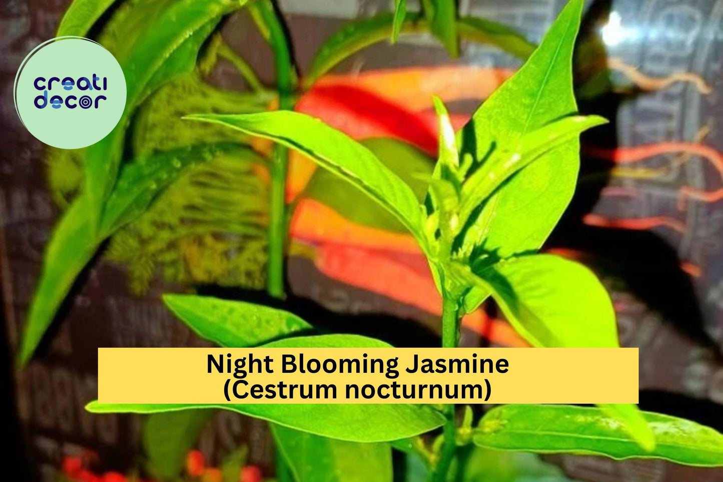 Night Blooming Jasmine Live Plant – Cestrum nocturnum – 10 Inch Fully Rooted Fragrant Flowering Shrub in Container