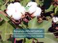 30 White Cotton Seeds Buranda Non-GMO, 100% Quality | High-Density Cotton Plant for Home or Commercial Use | Grow Your Own Cotton!