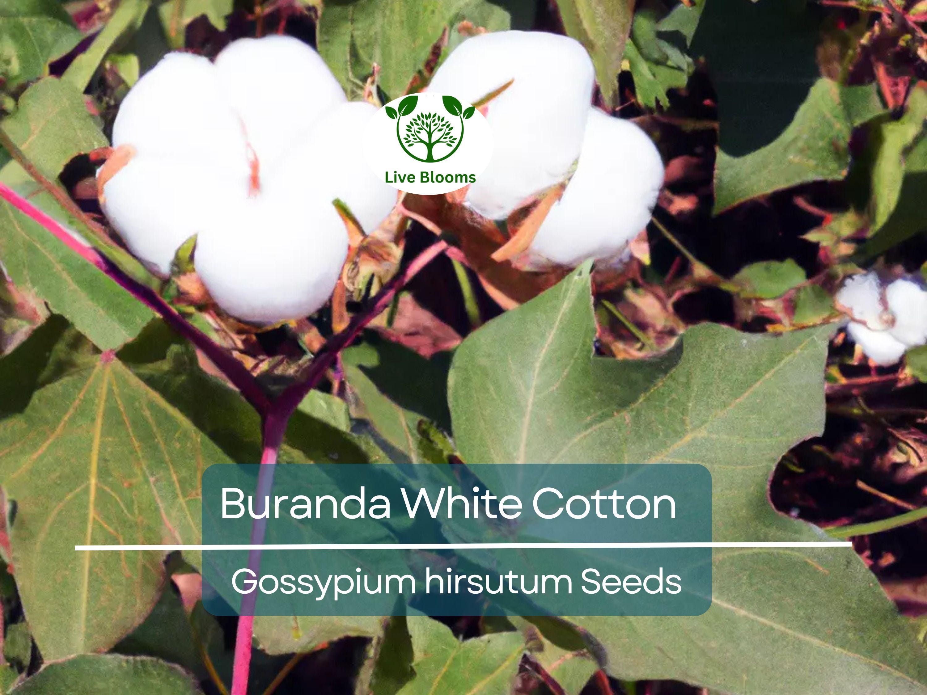 30 White Cotton Seeds Buranda Non-GMO, 100% Quality | High-Density Cotton Plant for Home or Commercial Use | Grow Your Own Cotton!