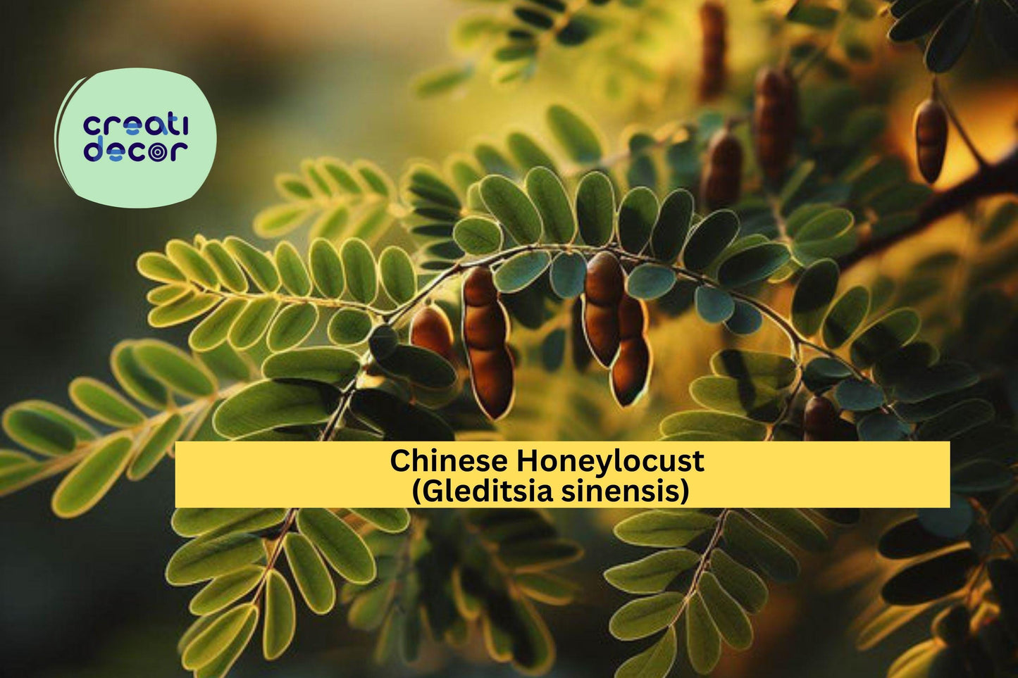Chinese Honeylocust Seeds (Gleditsia sinensis) – 10 Hardy Tree Seeds | Ornamental Shade Tree | Drought-Tolerant | Soap Bean Tree