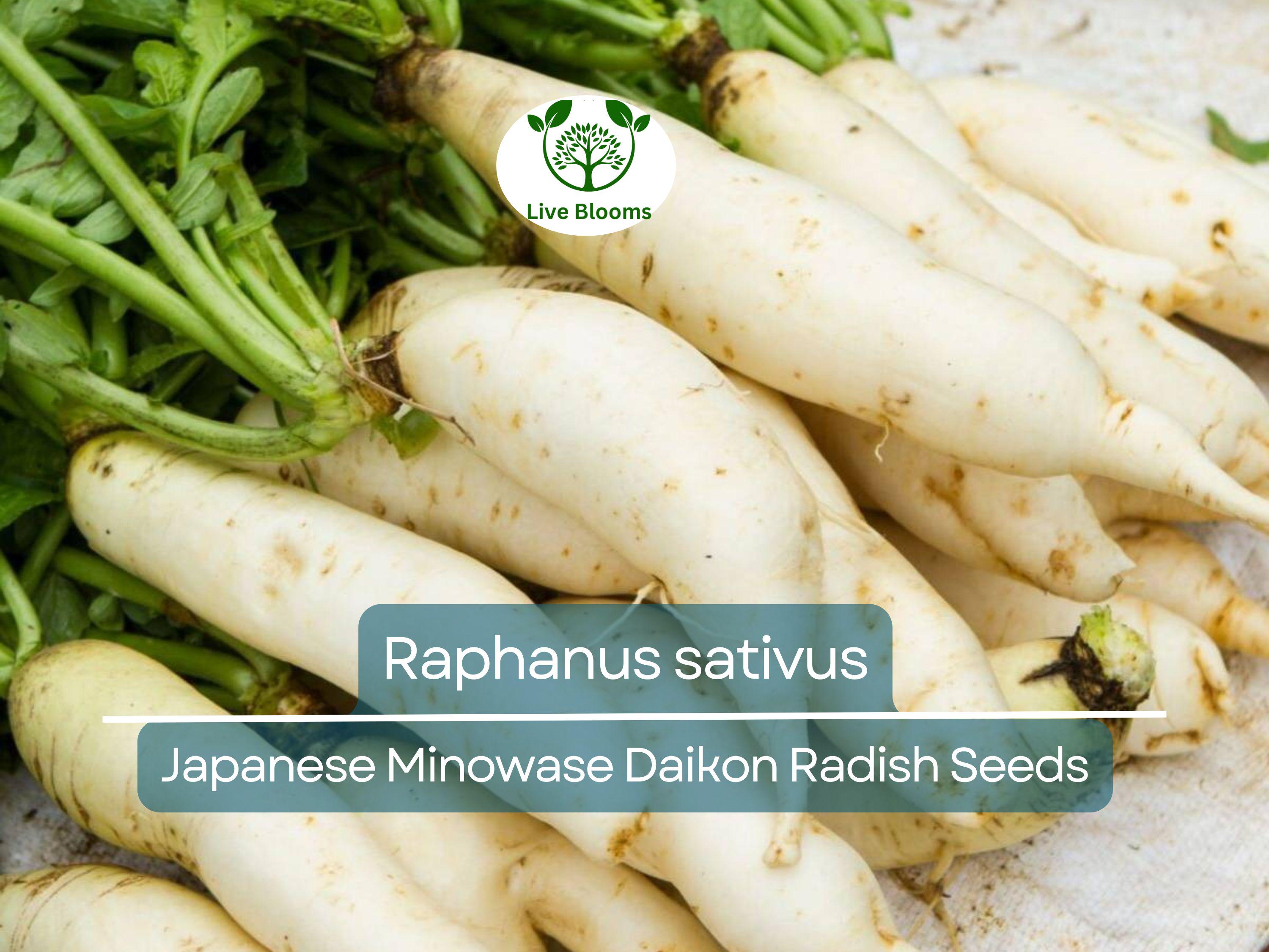 1 Gram Seeds Japanese Minowase Daikon Radish – Raphanus sativus | Heirloom Seeds for Planting, Gardening & Crisp White Harvests
