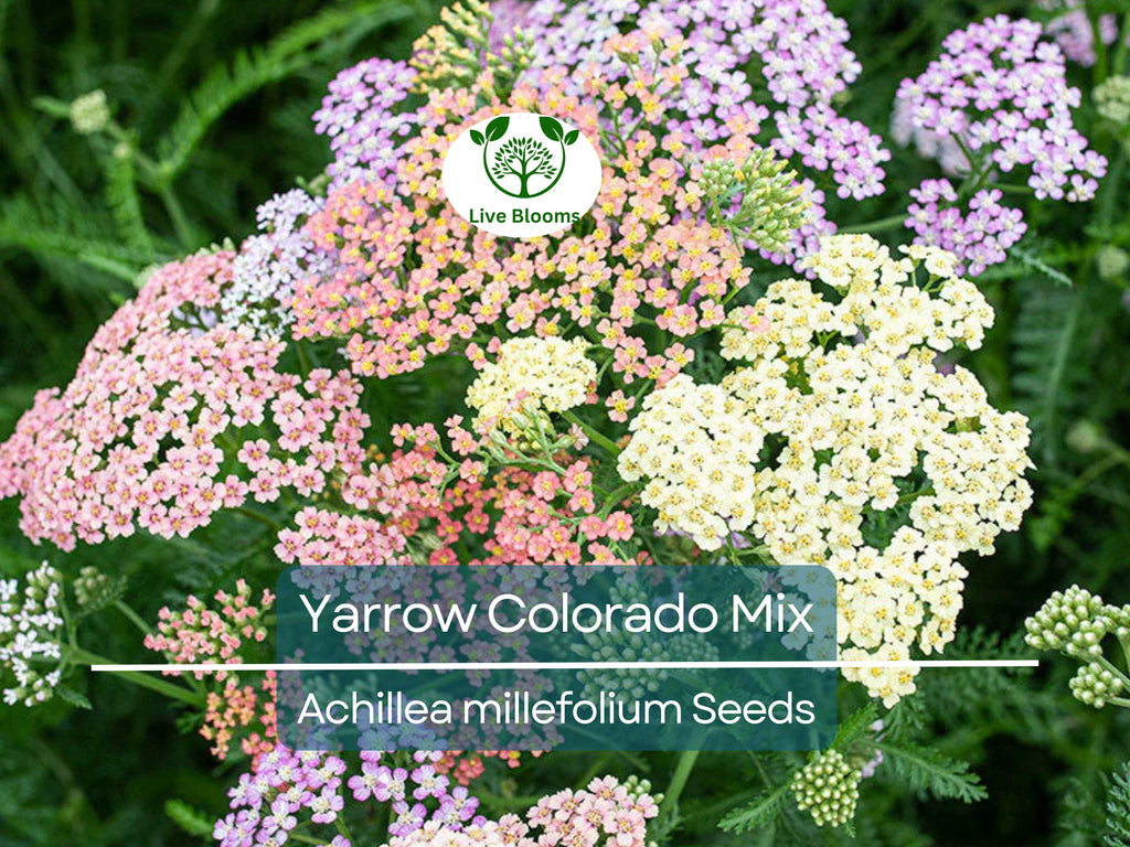 200 Seeds Yarrow Colorado Mix Perennial Wildflower Xeriscaping Non-GMO (Achillea millefolium)