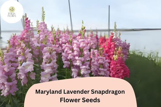 Antirrhinum majus Maryland Lavender Snapdragon Seeds – 1000+ Elegant Blooms for Garden & Cut Flowers