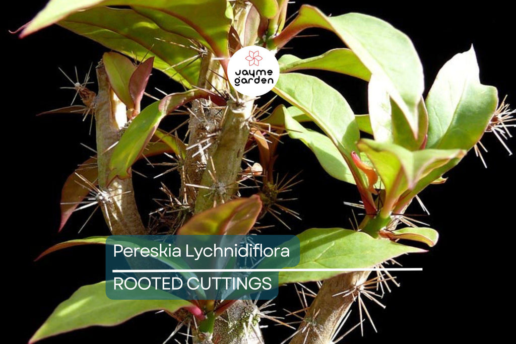 Pereskia lychnidiflora - Rare Wax Rose Cactus Starter Plant (4") | Rooted Cutting | Unique Leafy Cactus, Loves Water