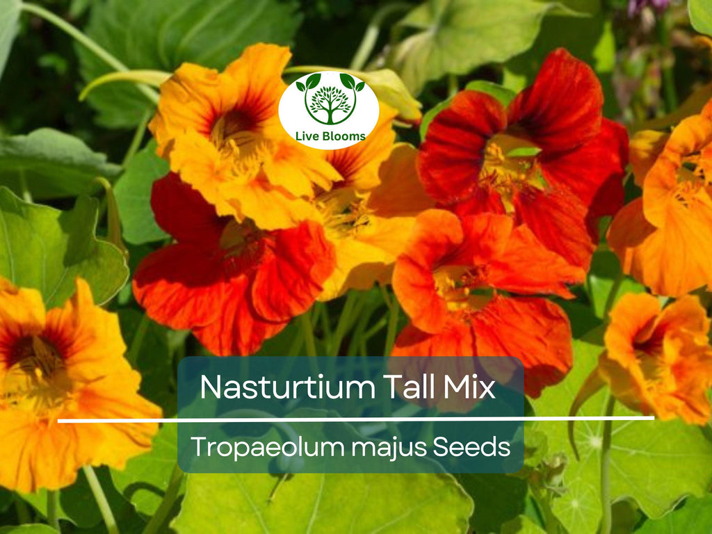 25 Seeds Nasturtium Tall Mix, Mixed Colors Edible Flowers, Heirloom Non-GMO, Vibrant Blooms, Perfect for Gardens & Culinary Use