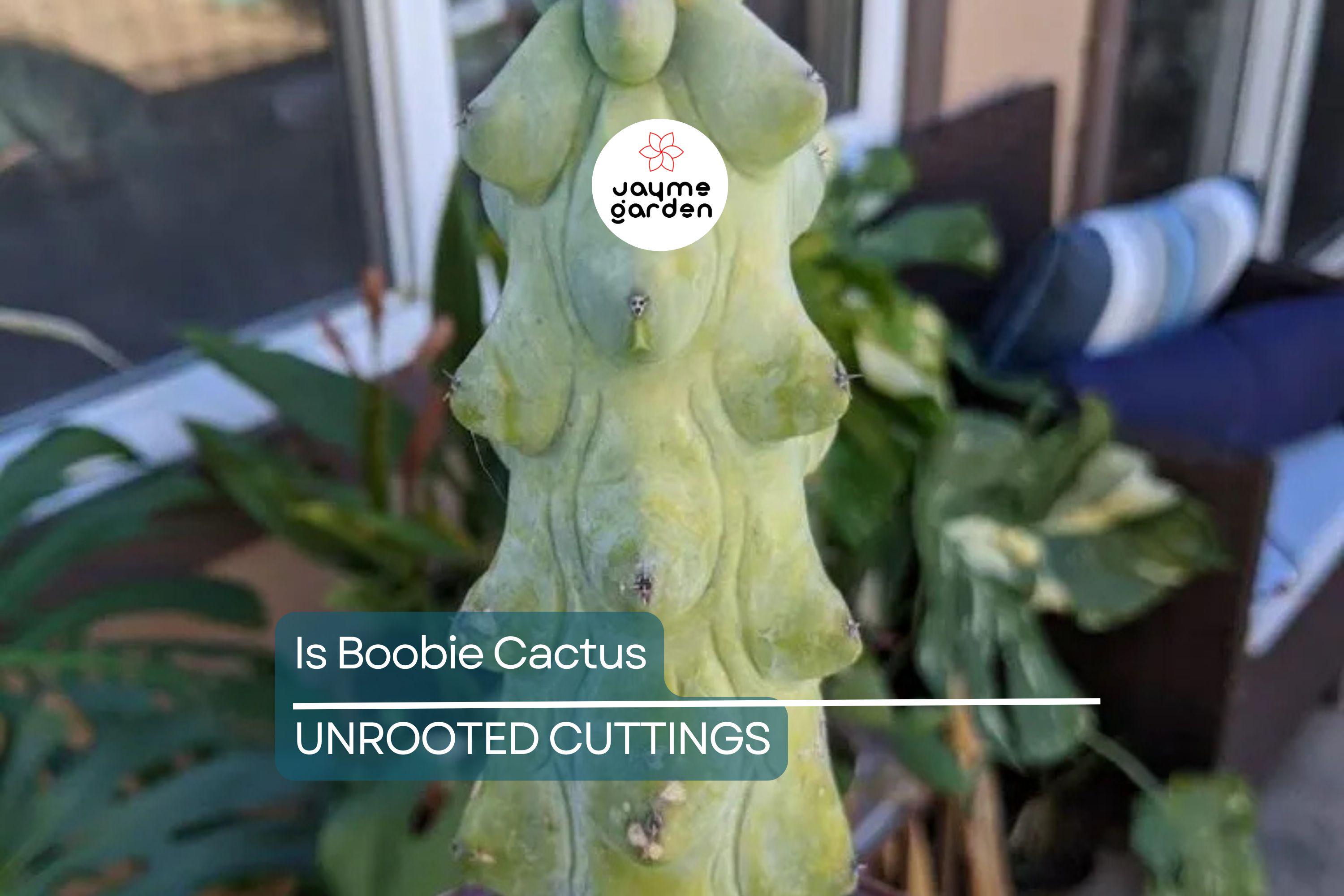 3" Ish Boobie Cactus Starter Plant - Unique Live Cactus Cutting - Add Heatpack/Insulation for Cold Weather