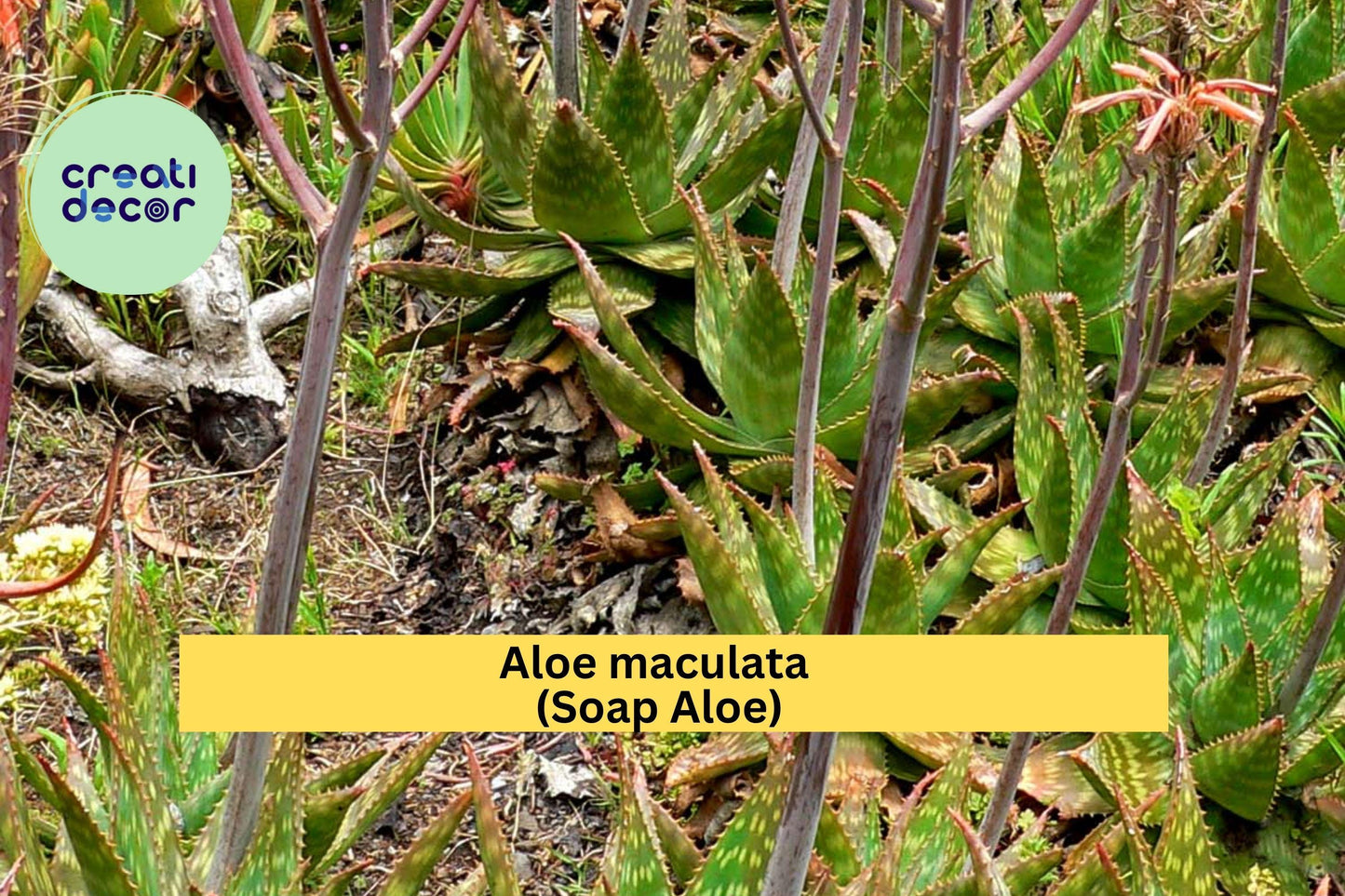 Aloe maculata Live Plants – 2 Rooted Soap Aloe Succulents, Spotted Leaf Cactus Type, Hardy Drought-Tolerant Plant for Garden or Pots