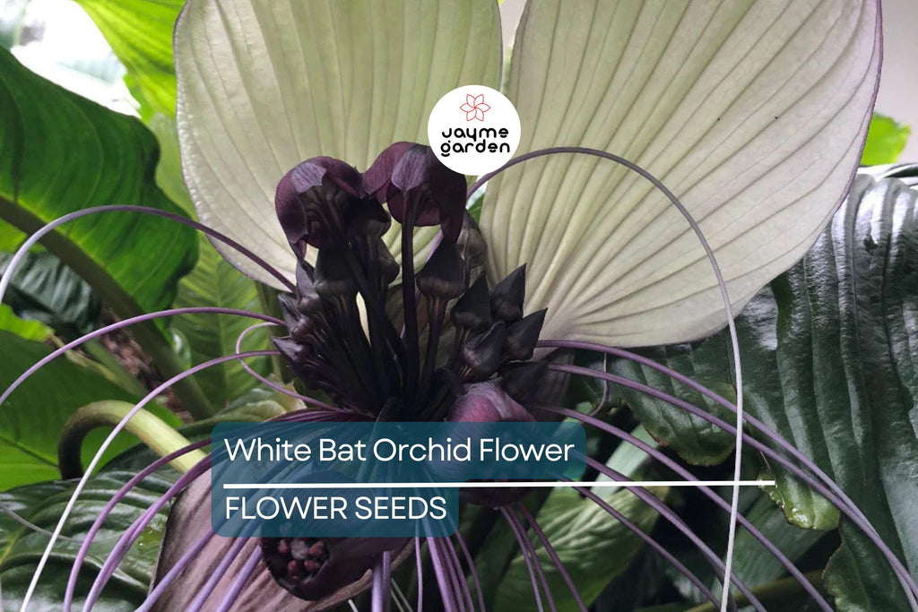 10 White Bat Orchid Flower Seeds (Tacca integrifolia) – Exotic Tropical Houseplant, Rare Bat Shape Flower