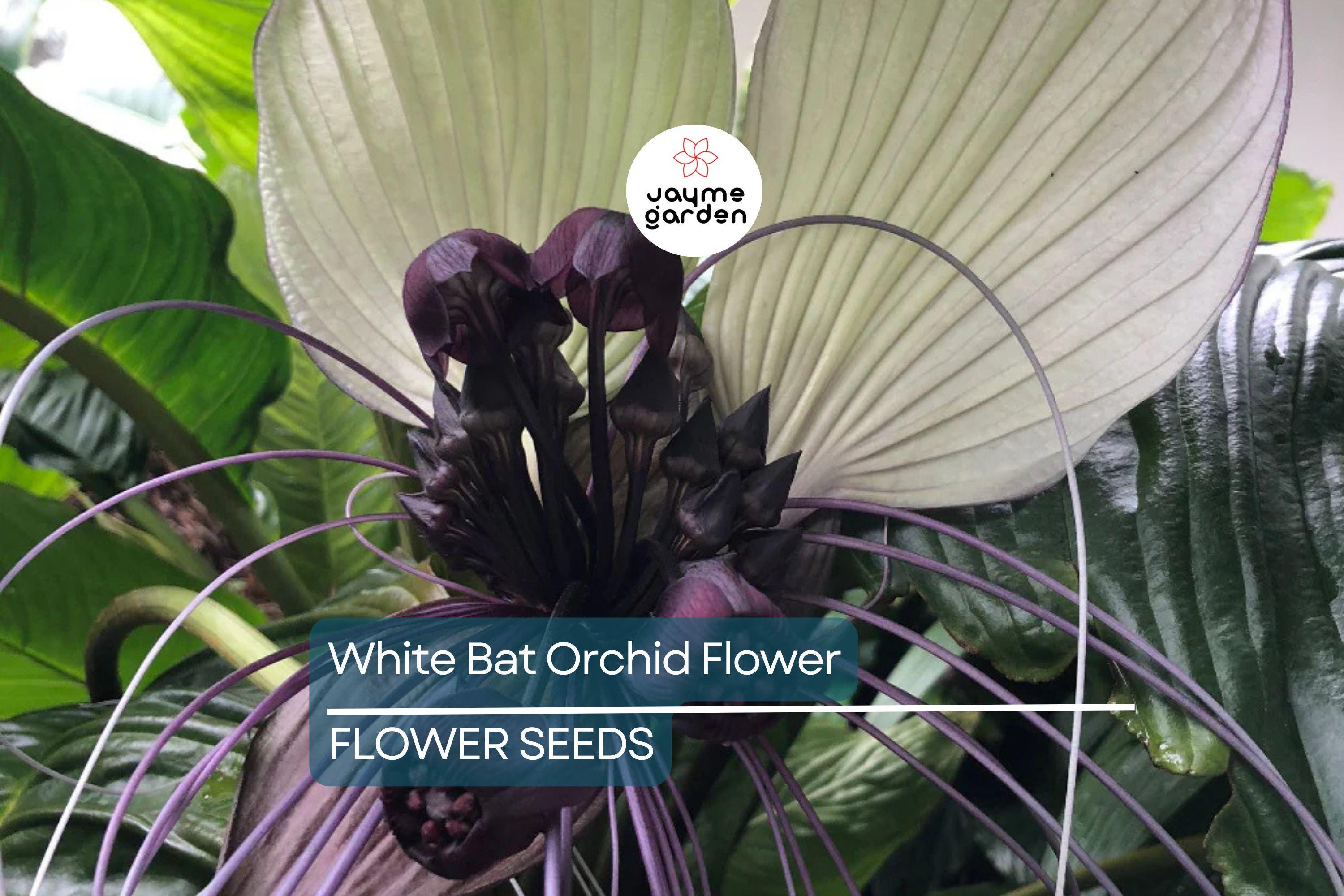 10 White Bat Orchid Flower Seeds (Tacca integrifolia) – Exotic Tropical Houseplant, Rare Bat Shape Flower