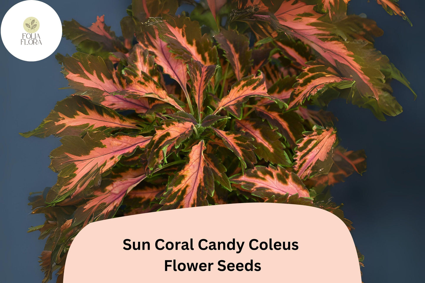 25+ Sun Coral Candy Coleus Seeds for Planting | Premium Shade Plant | Pink Green Foliage Annual | Garden Bedding Seeds