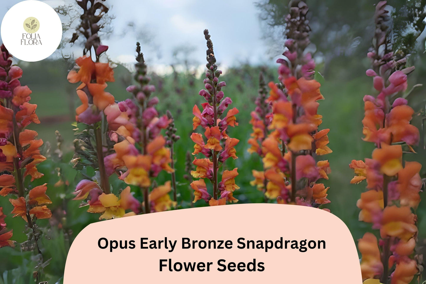 Antirrhinum majus Opus Early Bronze Snapdragon Seeds – 1000+ Warm Copper-Toned Blooms for Garden & Cut Flowers