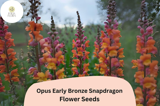 Antirrhinum majus Opus Early Bronze Snapdragon Seeds – 1000+ Warm Copper-Toned Blooms for Garden & Cut Flowers