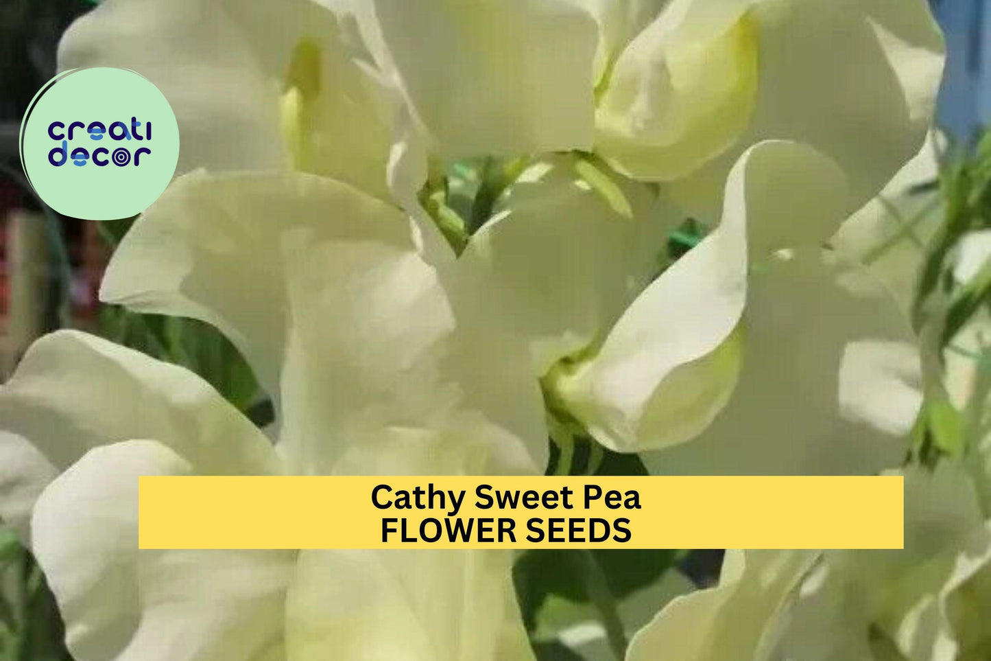 50+ Cathy Sweet Pea Seeds – White Fragrant Blooms for Garden Planting, Elegant Climbing Vines for Trellises, Fences & Bouquets – USA