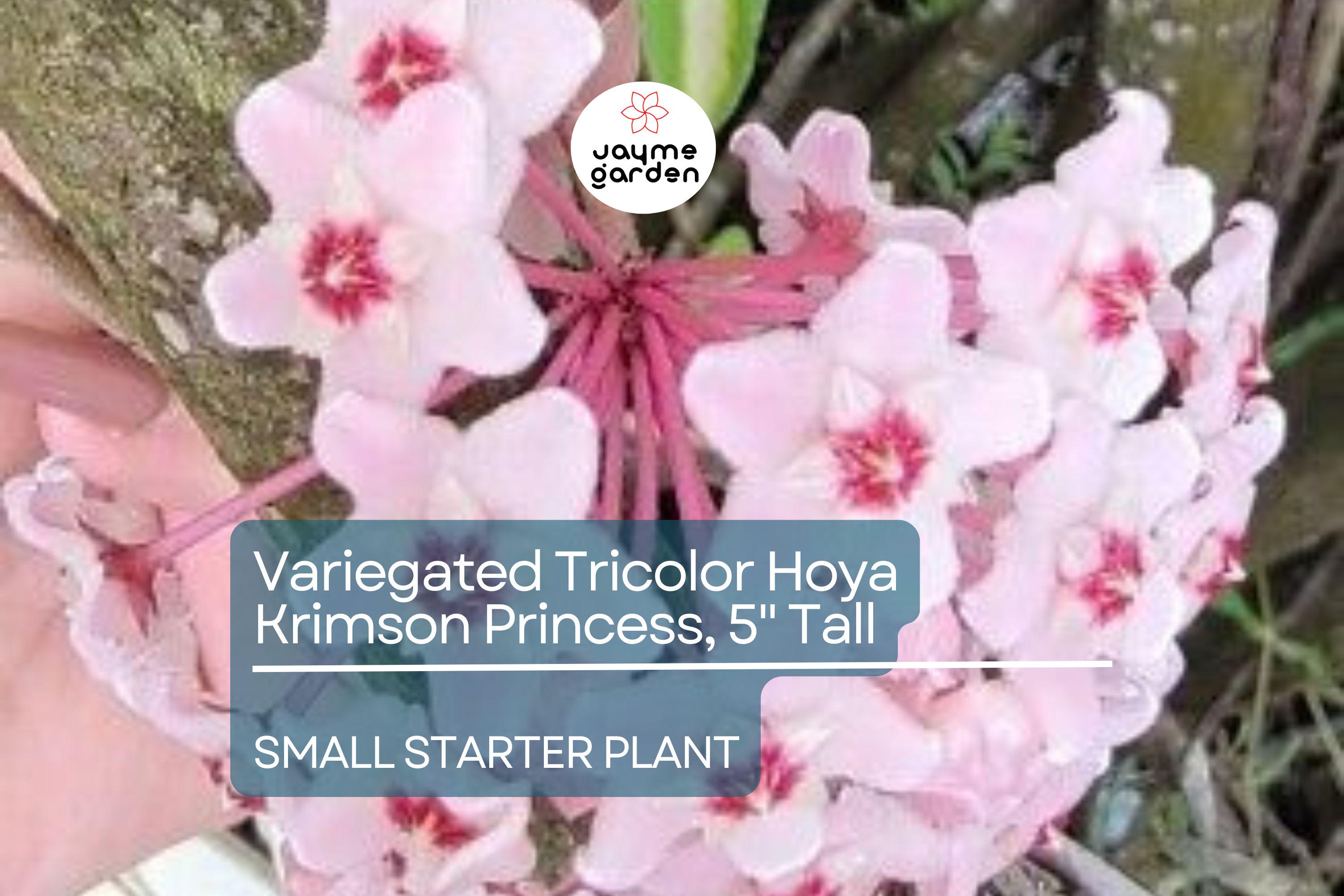 Hoya Carnosa Starter Plant - Variegated Tricolor Hoya Krimson Princess, 5" Tall - Unique Tropical Houseplant with Colorful Foliage