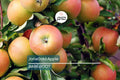 JonaGold Apple Tree 2-3ft | Live Bare Root Fruit Tree | Sweet-Tart Apples | Cold Hardy Zones 4-8