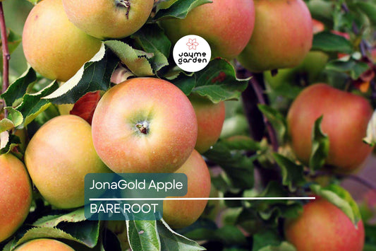 JonaGold Apple Tree 2-3ft | Live Bare Root Fruit Tree | Sweet-Tart Apples | Cold Hardy Zones 4-8