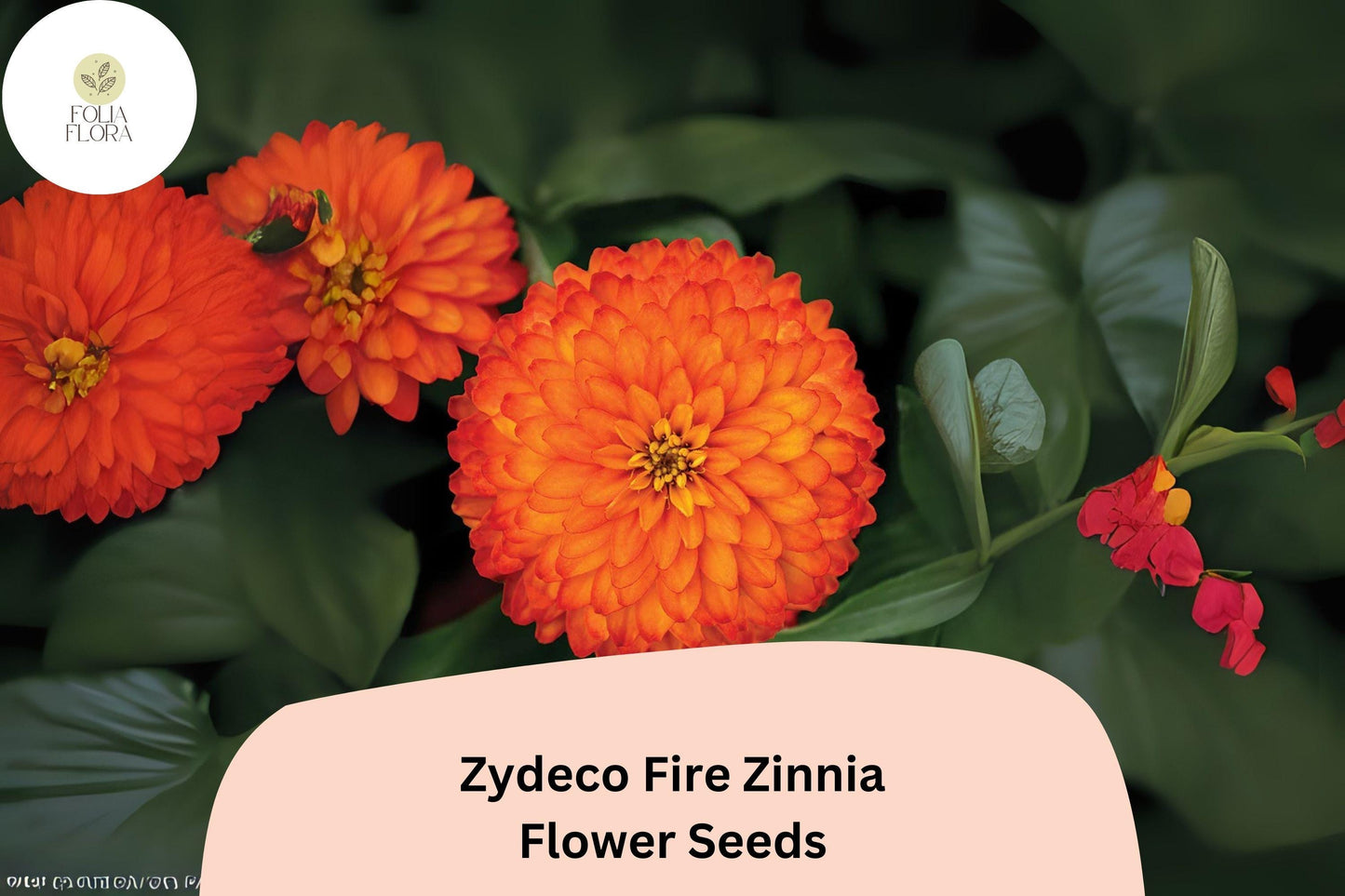 100+ Zydeco Fire Zinnia Seeds | Vibrant Red-Orange Blooms | Annual Garden Flowers, Easy Grow, Cut Flower Variety