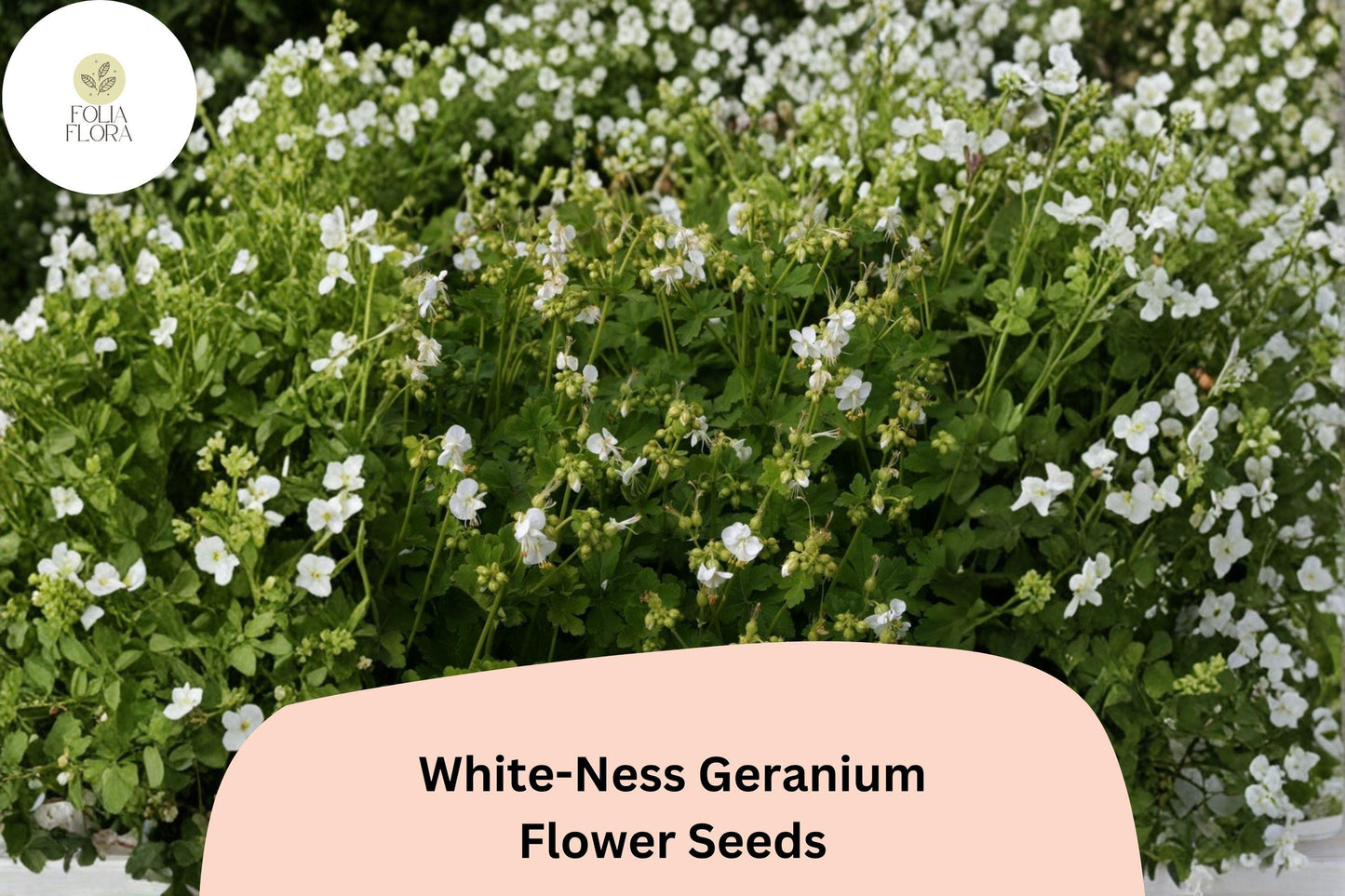 25+ White-Ness Geranium Seeds | Hardy Perennial Cranesbill | White Blooms for Garden Borders