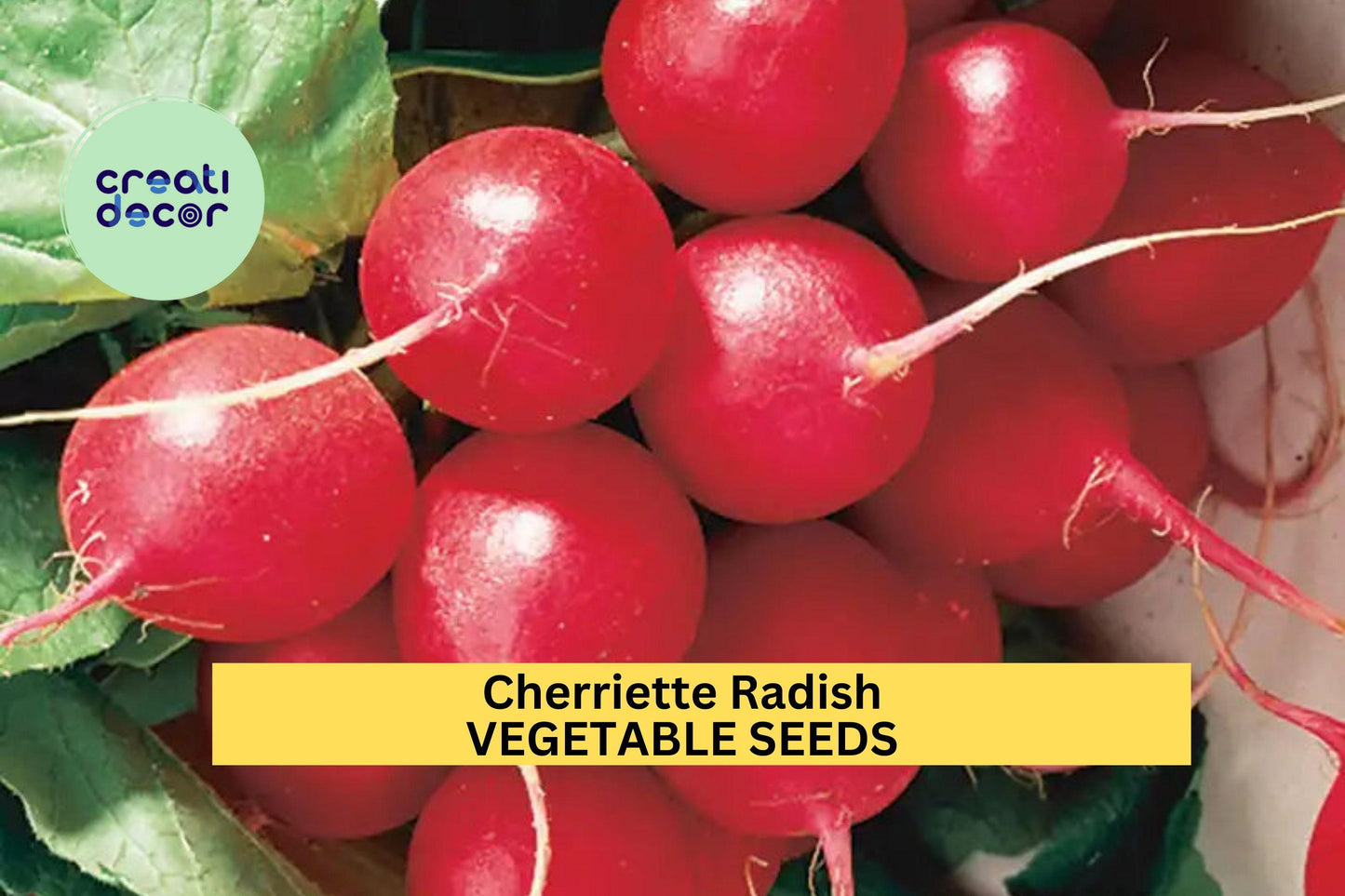 500+ Cherriette Radish Seeds – Crisp Round Red Radishes for Garden Planting, Fast-Growing Cool Season Vegetable – USA