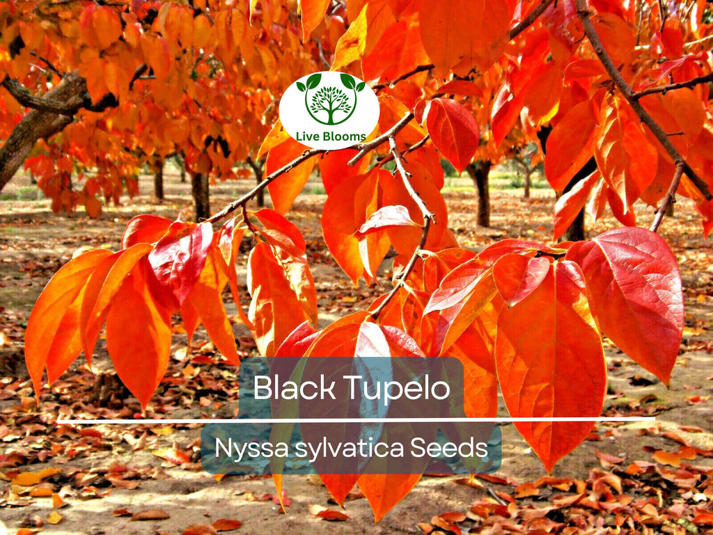 10 'Wildfire' Black Tupelo Tree Seeds (Nyssa sylvatica) | Edible Fruits, Fast Growing, Beautiful Fall Colors, Hardy Tree for Garden