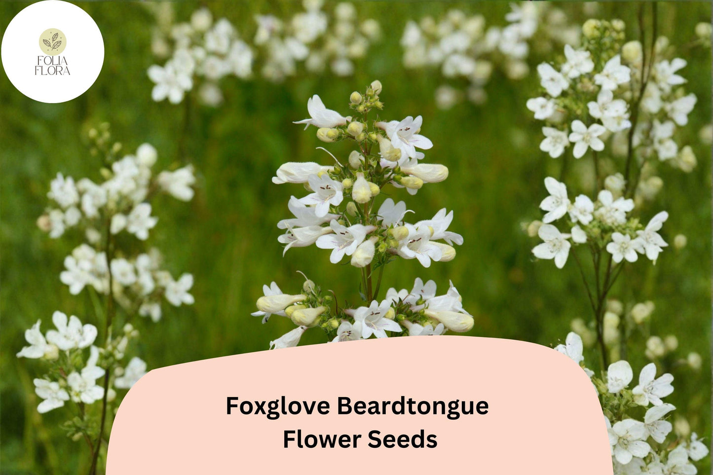 Foxglove Beardtongue Seeds – 100 Penstemon digitalis | Native White Wildflower | Perennial Garden Plant
